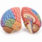 Brain Building